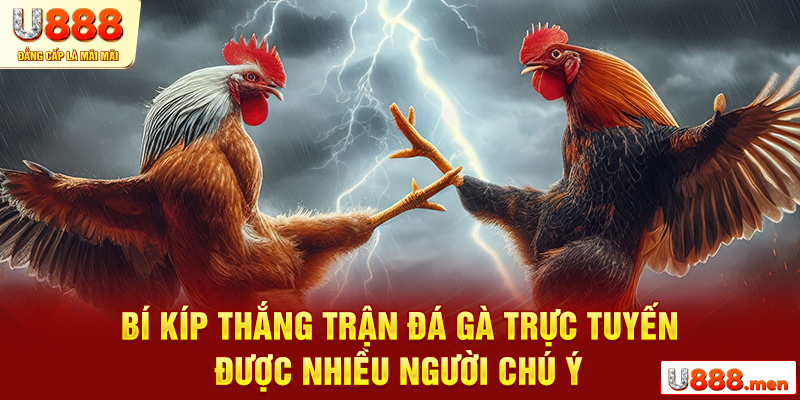 Bí kíp thắng trận đá gà trực tuyến được nhiều người chú ý