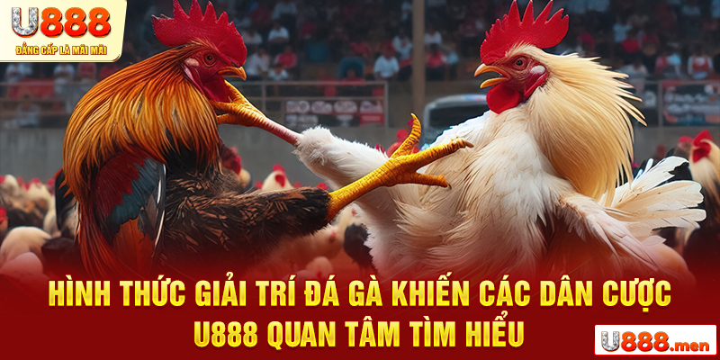 Hình thức giải trí đá gà khiến các dân cược U888 quan tâm tìm hiểu
