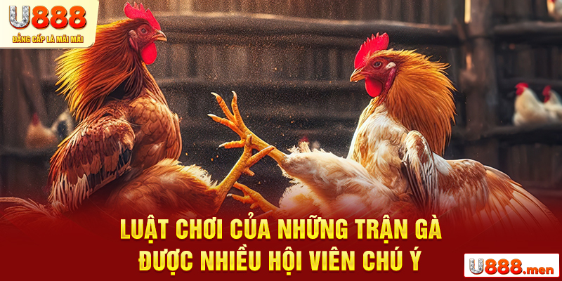 Luật chơi của những trận gà được nhiều hội viên chú ý